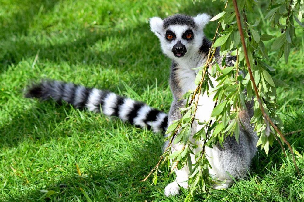 Borth Wild Animal Kingdom