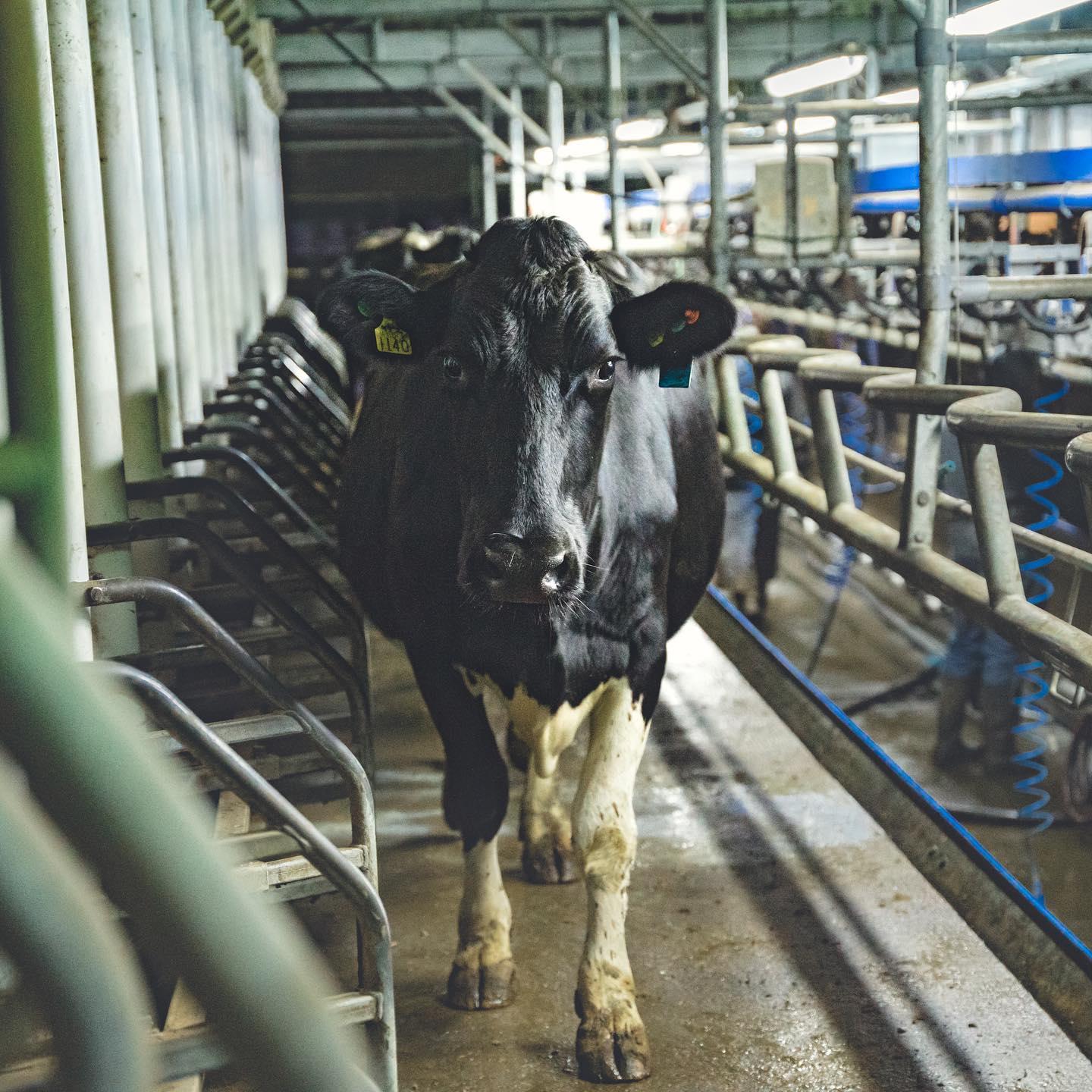 Mynydd Mostyn Dairy (Holywell) | Top 100