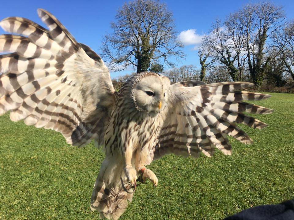 The Secret Owl Garden