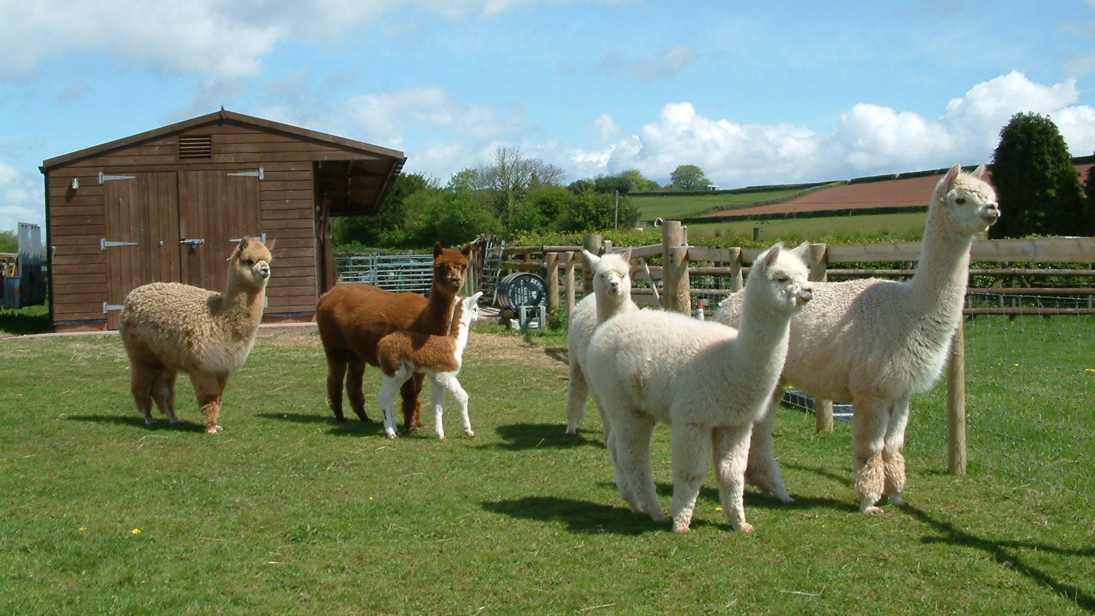Amazing Alpacas
