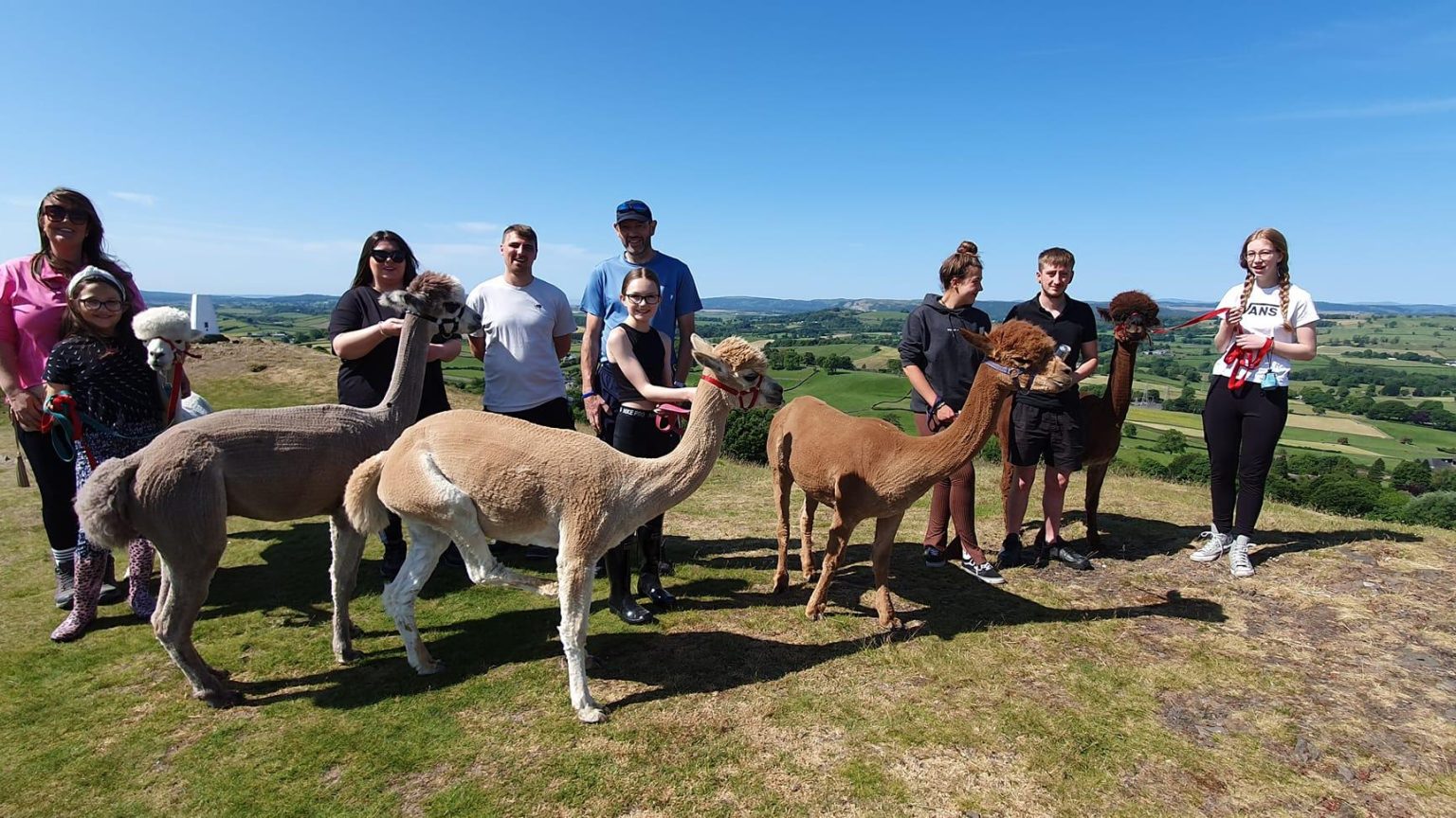 Wreay Syke Alpacas 7