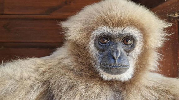 Monkey Haven 6