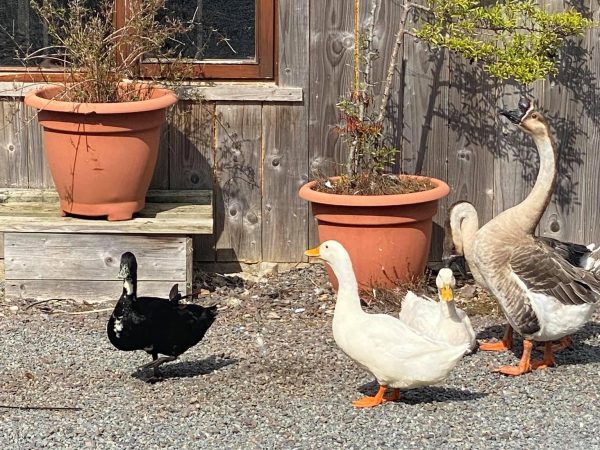 Annaginny Fishery 15