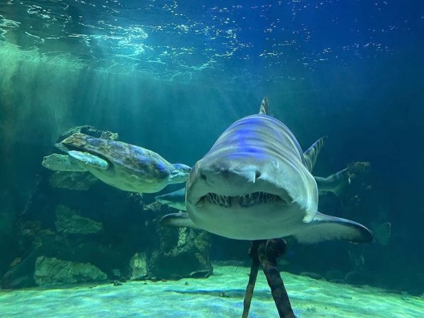 Dingle Oceanworld 11