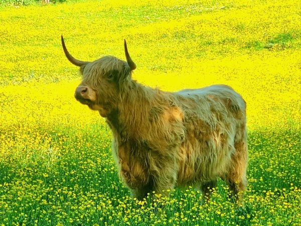 Glendeer Pet Farm 10