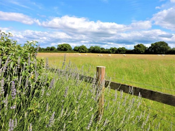 Golly Farm Cottages 7