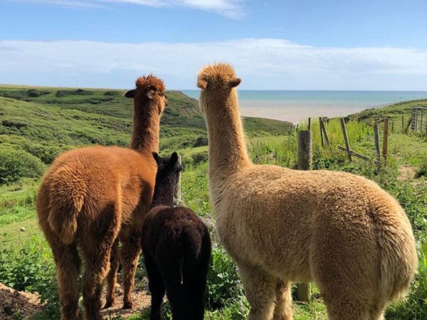 Grange Farm Holidays 9