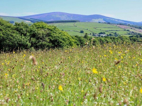 Hunting Brook Garden 9