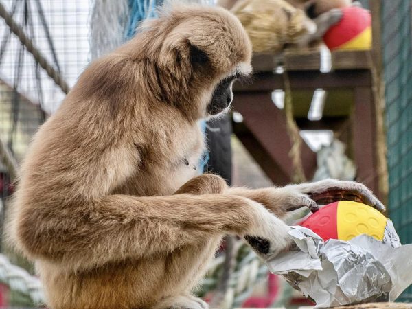 Monkey Haven 12