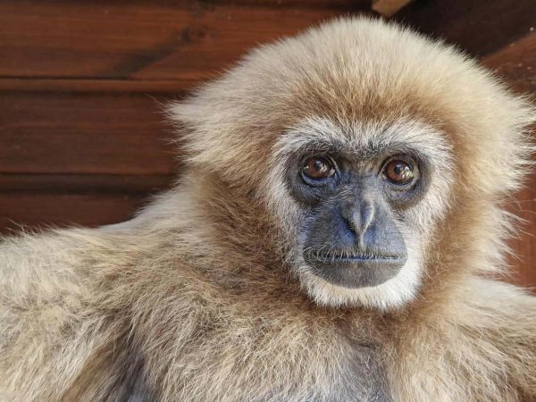 Monkey Haven 6