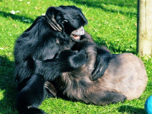 Monkey Haven 8