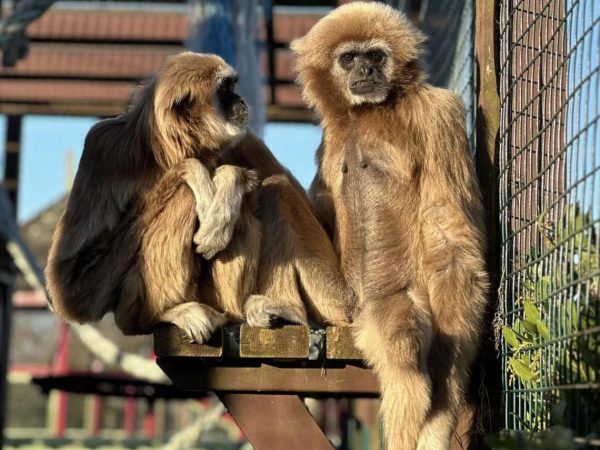 Monkey Haven 9