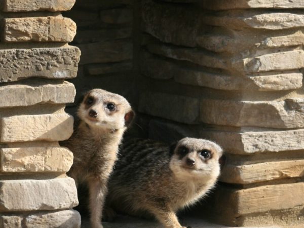 Natureland Seal Sanctuary 12