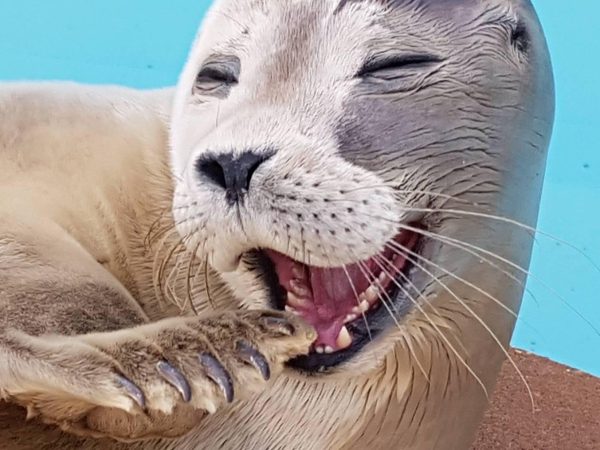 Natureland Seal Sanctuary 1