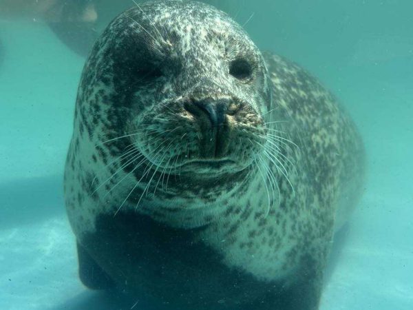 Natureland Seal Sanctuary 7