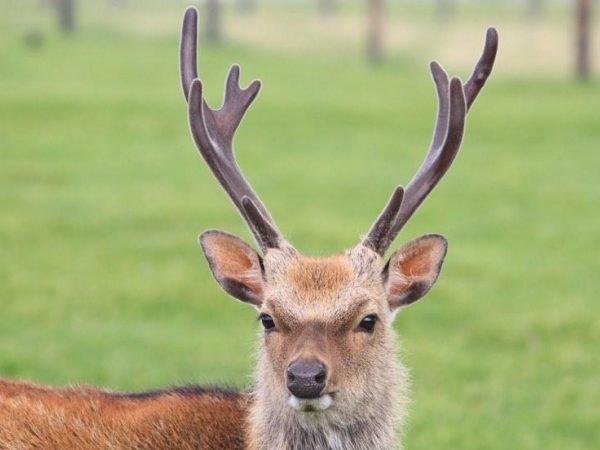 Stag
