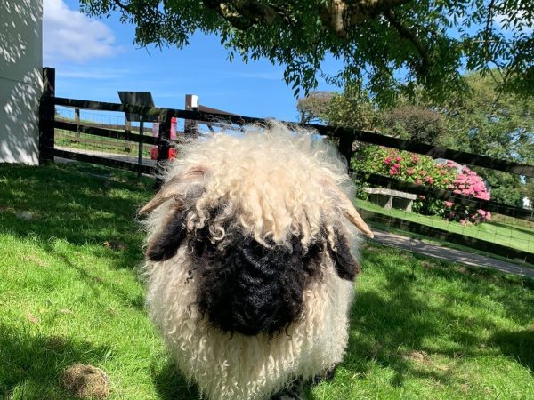 Valais Blacknose