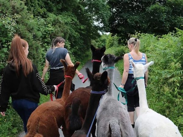 Wreay Syke Alpacas 1