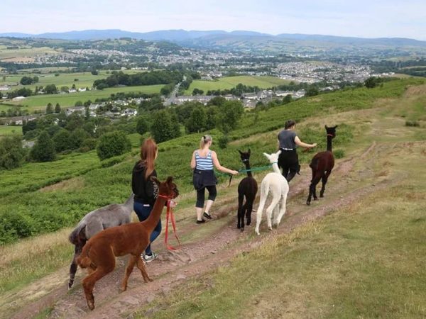 Wreay Syke Alpacas 2
