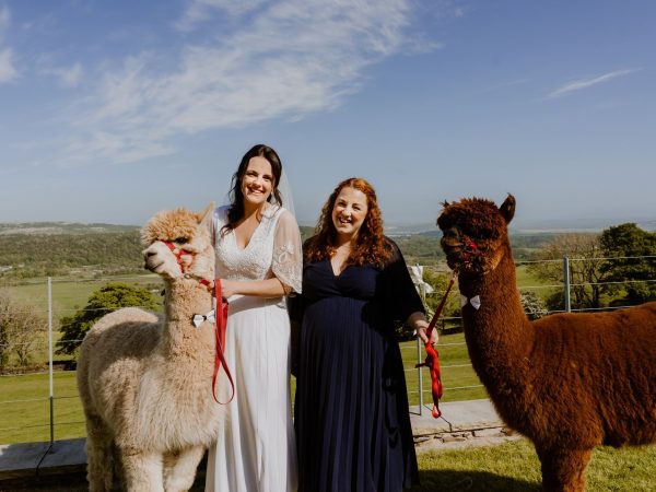 Wreay Syke Alpacas 3