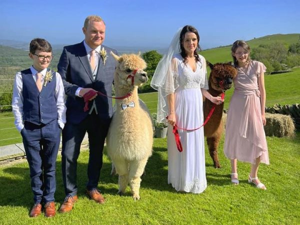 Wreay Syke Alpacas 4