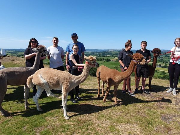 Wreay Syke Alpacas 7