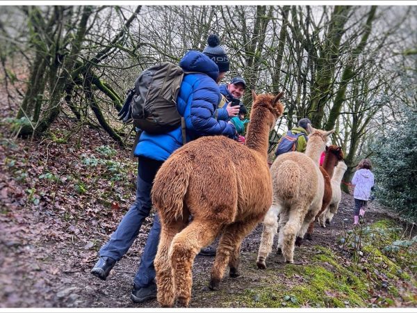 Wreay Syke Alpacas 8