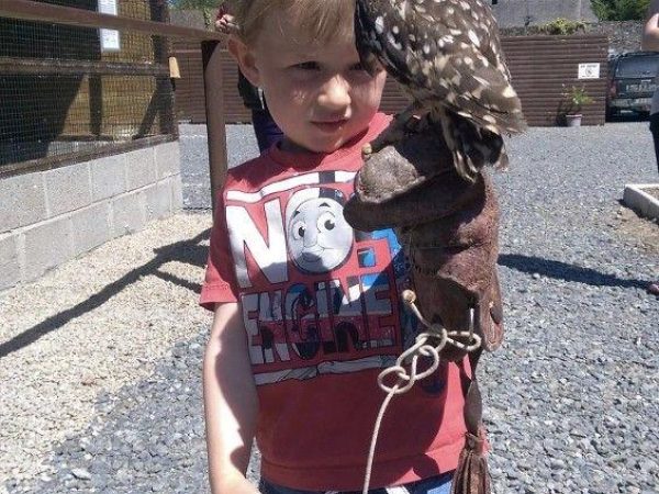 National Bird of Prey Centre - Wicklow County Tourism