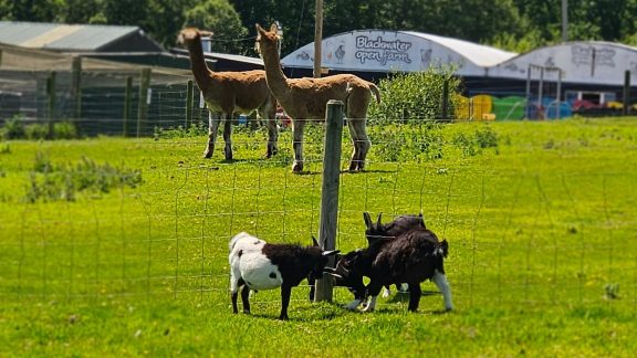 Blackwater Open Farm 4