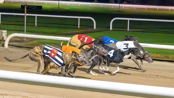 Irish Greyhound Racing 7