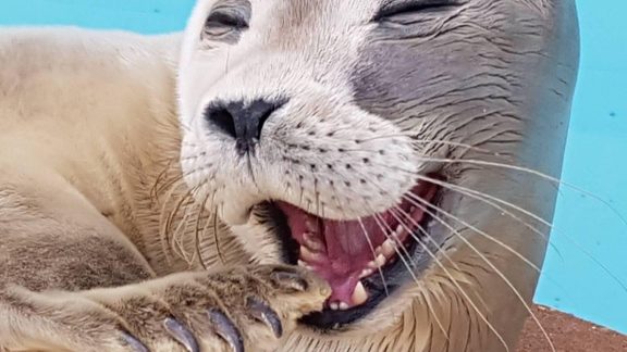 Natureland Seal Sanctuary 1