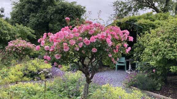 Woodville Walled Garden 1