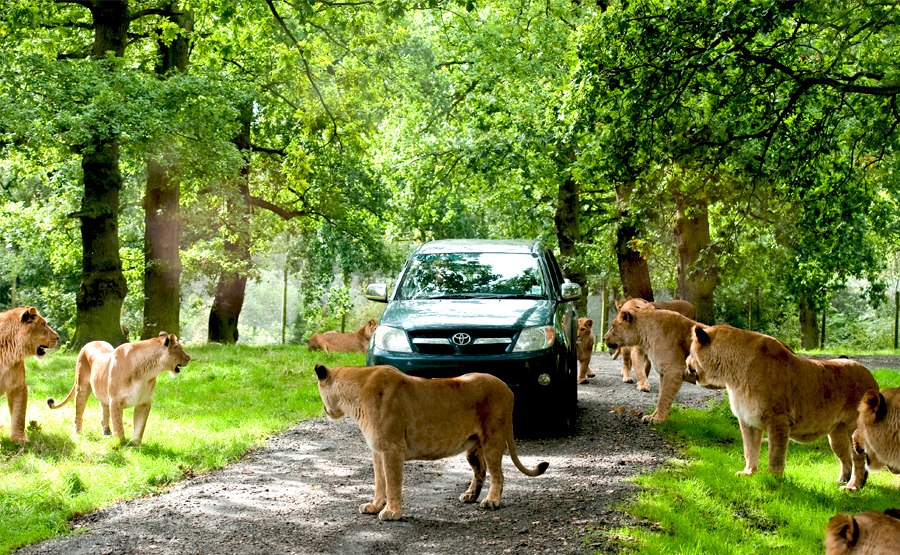 knowsley safari park telephone number